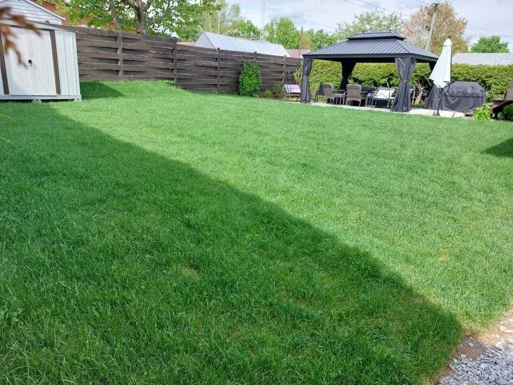 Cour arrière résidentielle gazonée finalisée avec gazebo
